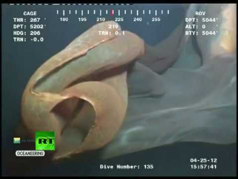 Alien or Jellyfreak? Deep-sea monster vid whips up storm