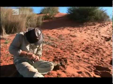 Наука выживать - Пустыня Калахари