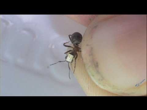 euronews наука - Розумні мурахи