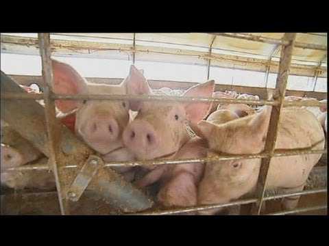 euronews наука - Яка користь із гною?